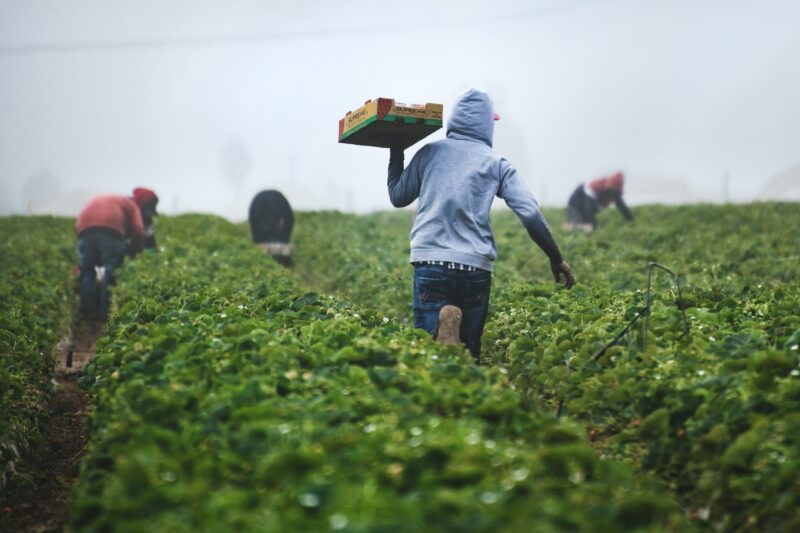 Mejoras en los contratos para trabajadores agrícolas extranjeros